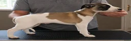 Whippet dogs for sale: Outstanding kc whippet - Advert 3