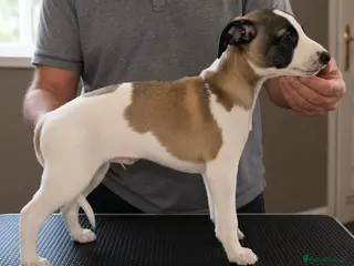 Whippet dogs Outstanding kc whippet - Advert 9