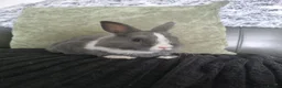 Netherland Dwarf rabbits for sale: Netherland dwarf babies for sale in Normanton - Advert 4