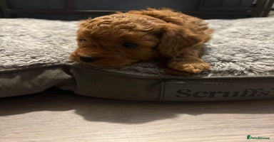Cavapoo dogs - Advert 12