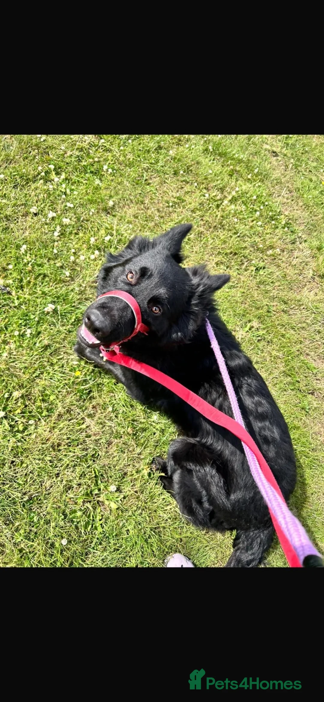 Mixed Breed dogs for sale: * 2 year old male Shollie for Sale to a good home* - Advert 2