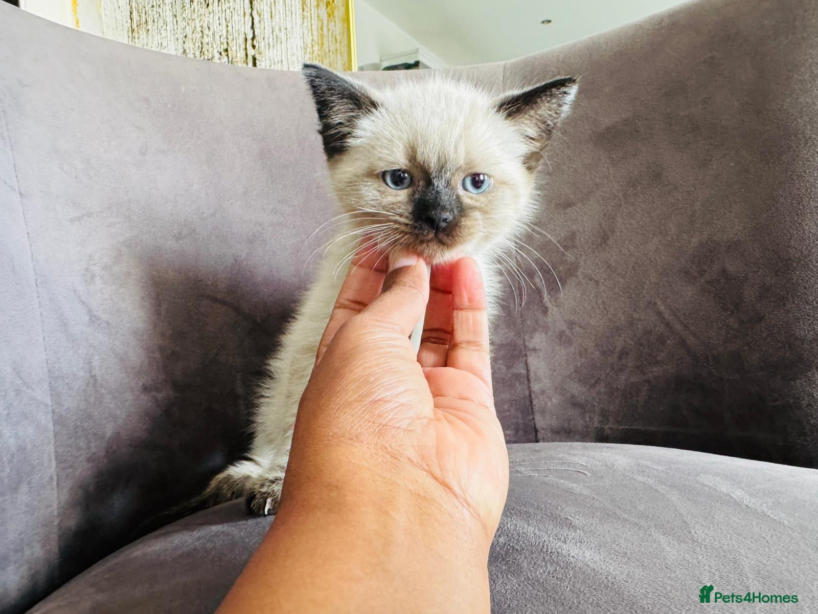 Mixed Breed cats Handsome Ragdoll mix Kitten - Advert 1
