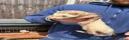 Ferret rodents for sale: Ferret kits for sale  - Advert 5