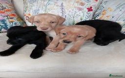 Labrador Retriever dogs for sale: KC reg DNA tested Labrador puppies. - Image 7