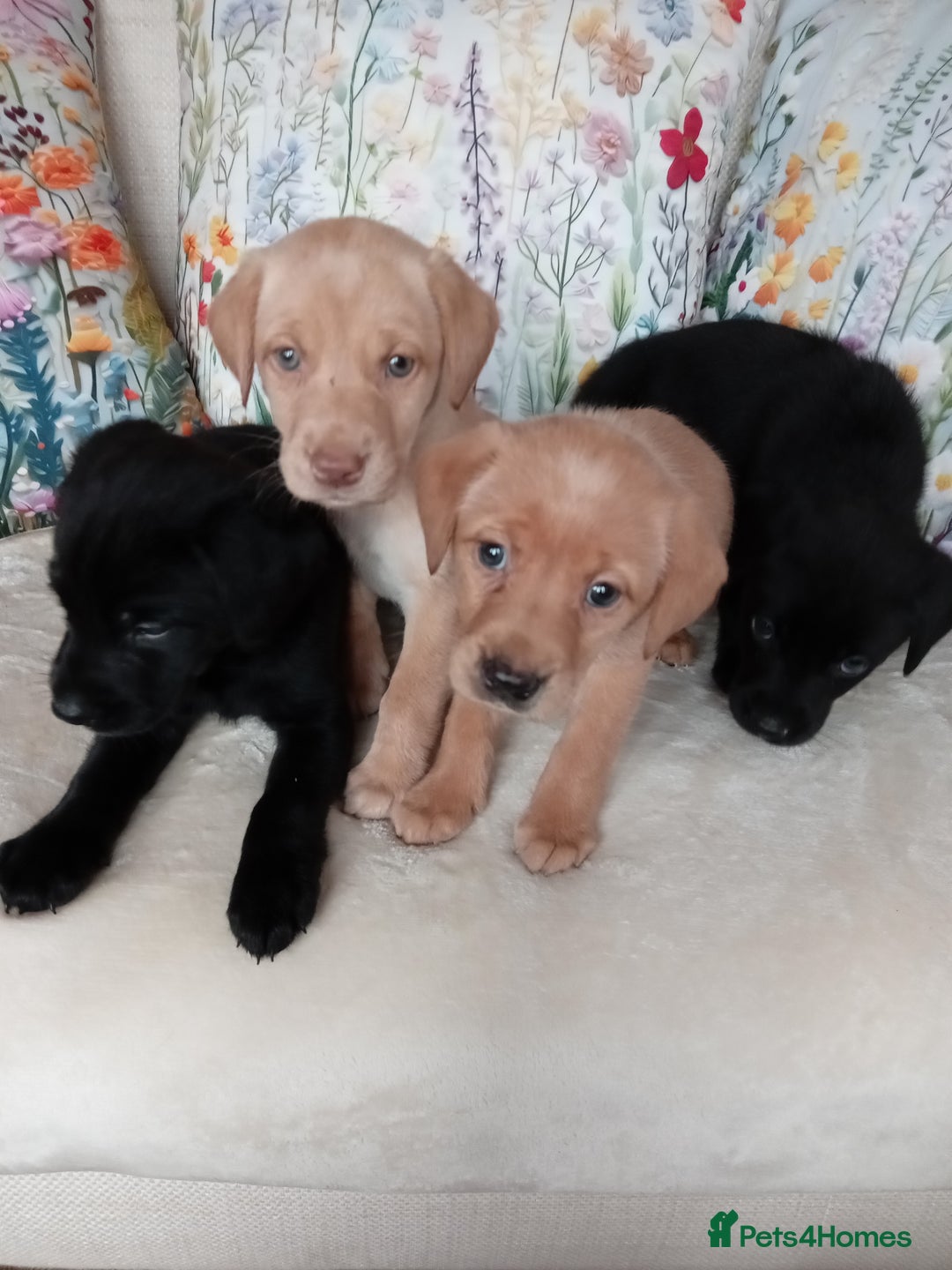 Labrador Retriever dogs for sale: KC reg DNA tested Labrador puppies. - Image 7