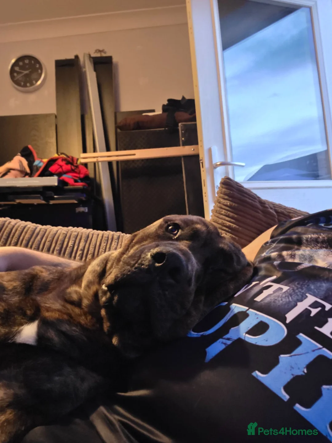 Mixed Breed dogs for sale: Beutiful staffy x rotty in Bicester - Advert 3