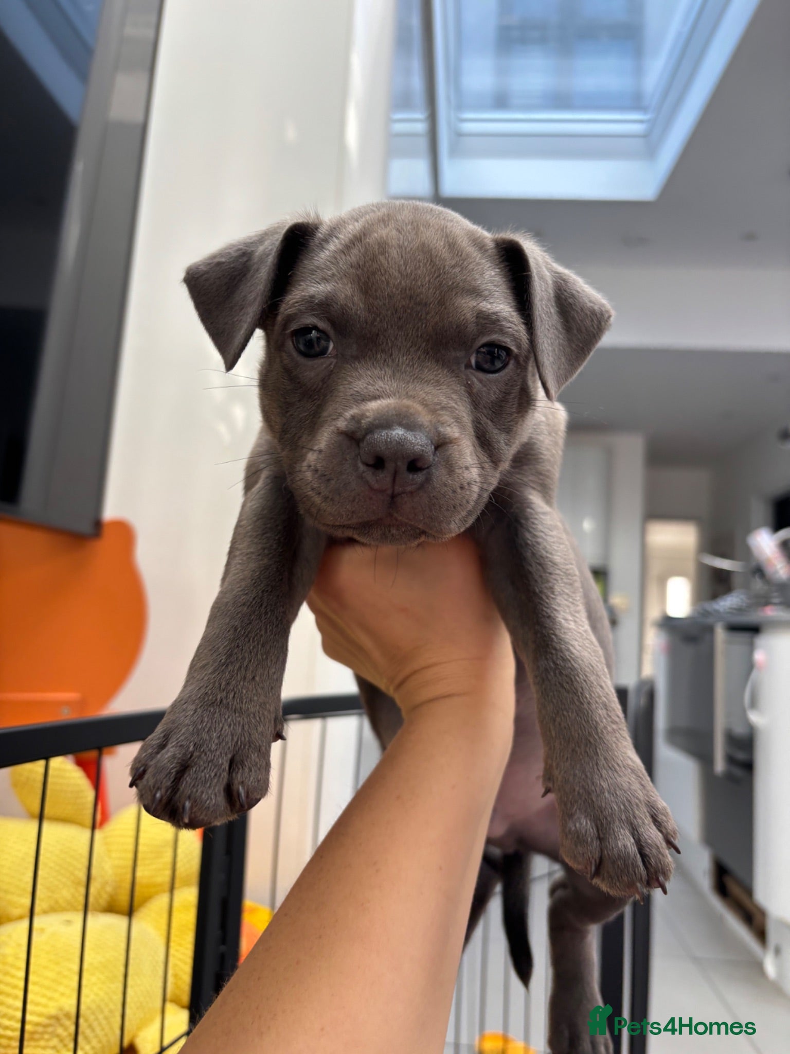 Staffordshire Bull Terrier dogs 3 Left *Avail 15th July* - Blue Staff Puppies  - Advert 2
