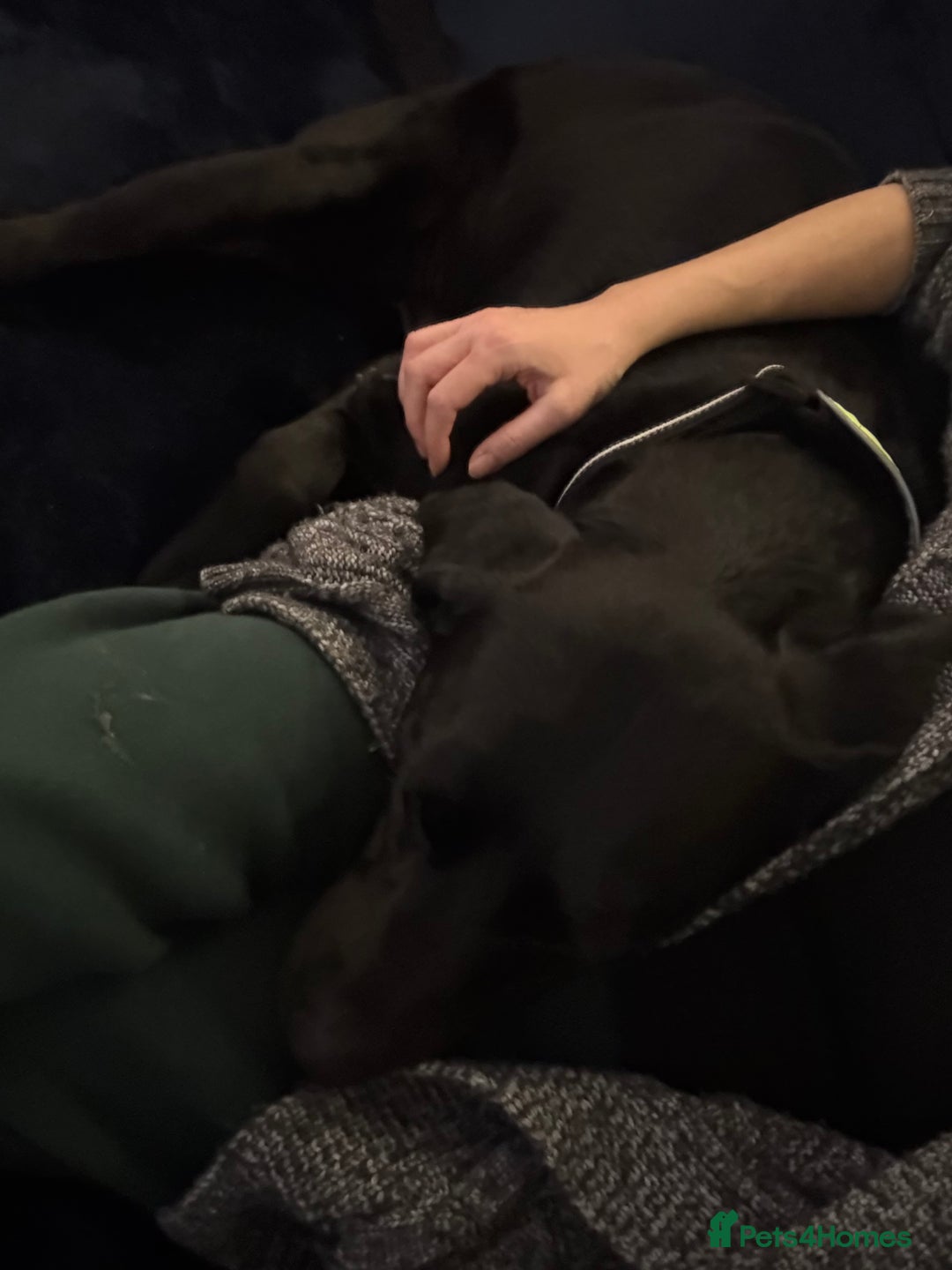 Labrador Retriever dogs for sale: Loving Labrador x  - Advert 5