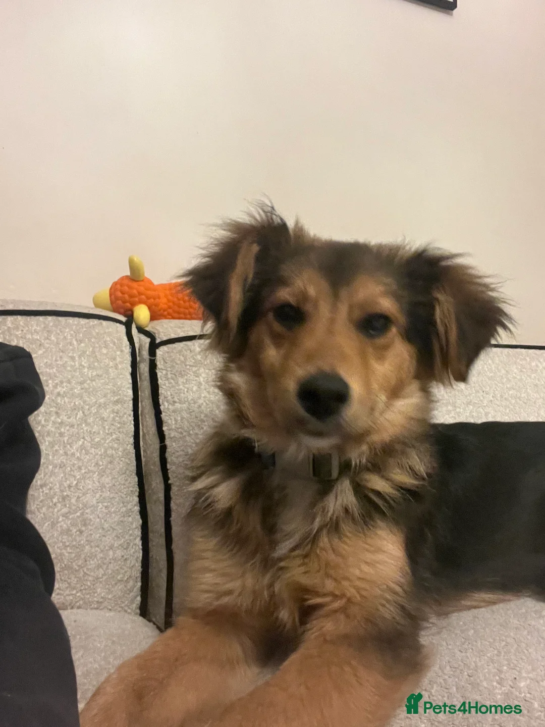 Mixed Breed dogs for sale: Male Puppy Mix Breed  - Advert 8