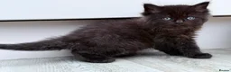 Mixed Breed cats for sale: Beautiful Ragdoll x Maine Coon Kittens - Advert 3
