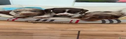 Miniature Dachshund dogs for sale: Miniature dachshunds  - Advert 25