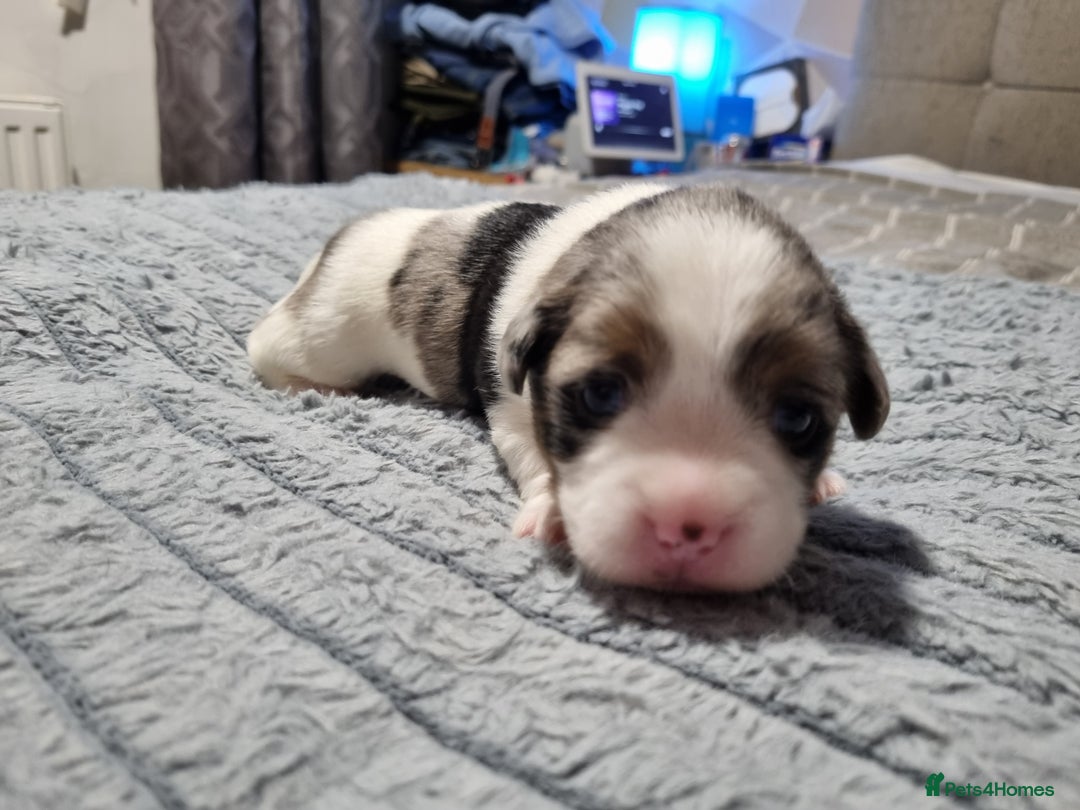 Jack Russell dogs for sale: Jack Russell X Shih Tzu Puppies - Advert 3