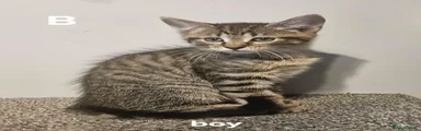 Maine Coon B
