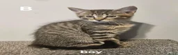 Maine Coon cats for sale: Maine coon cross kittens  - Advert 17
