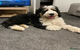 Bernedoodle dogs for sale: F1b Bernedoodle Puppies - Image 18
