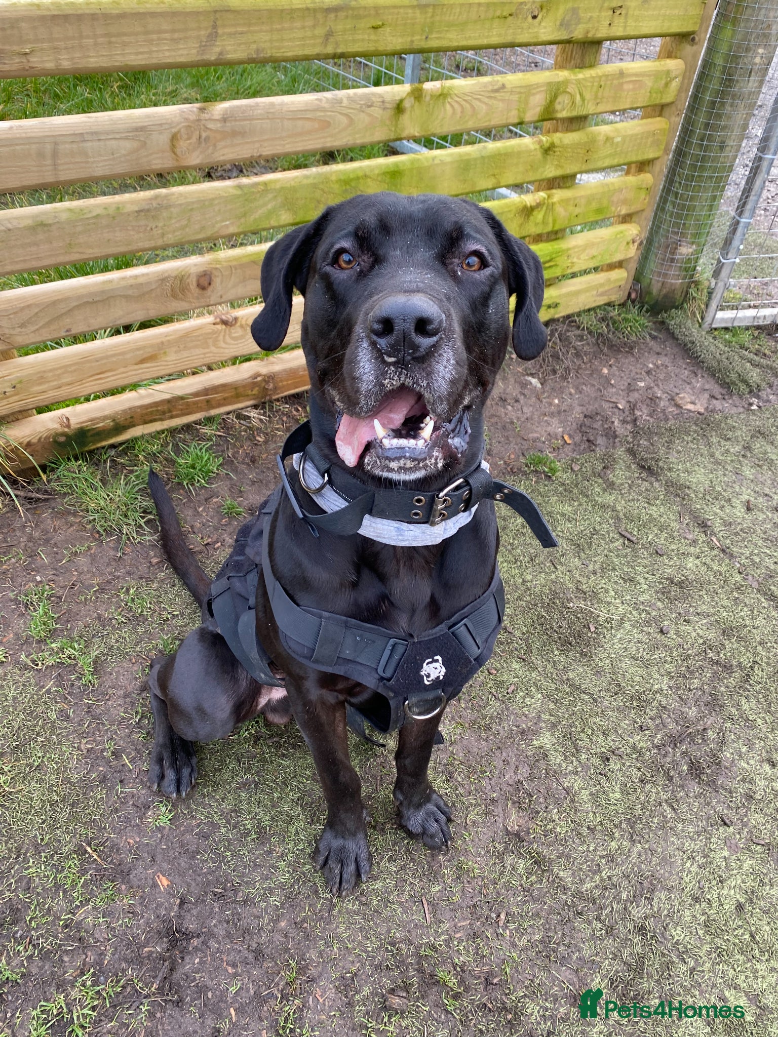 Presa Canario dogs Perro de Presa Canario (Reg) looking for home - Advert 1
