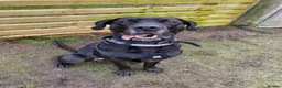 Presa Canario dogs for sale: Perro de Presa Canario (Reg) looking for home in Wrexham - Advert 1