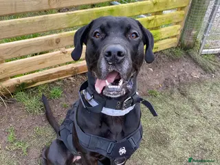 Presa Canario dogs Perro de Presa Canario (Reg) looking for home - Advert 12