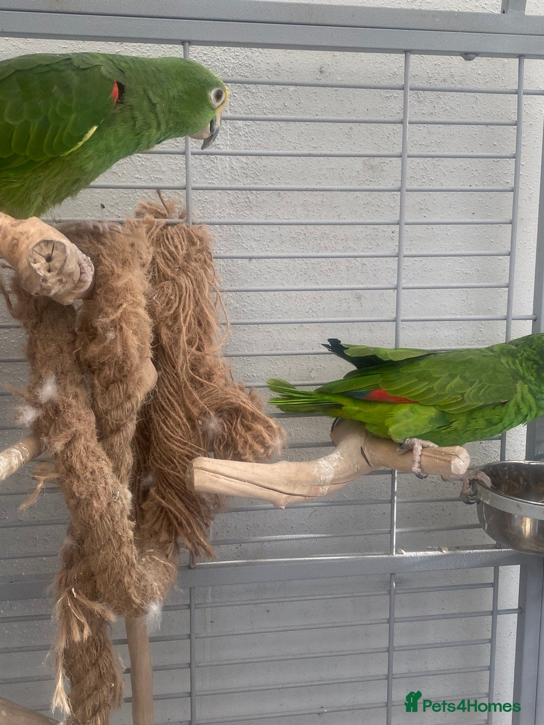 Parrots birds for sale: AMAZON YELLOW CROWNED PANAMA PROVEN PAIR - Image 19