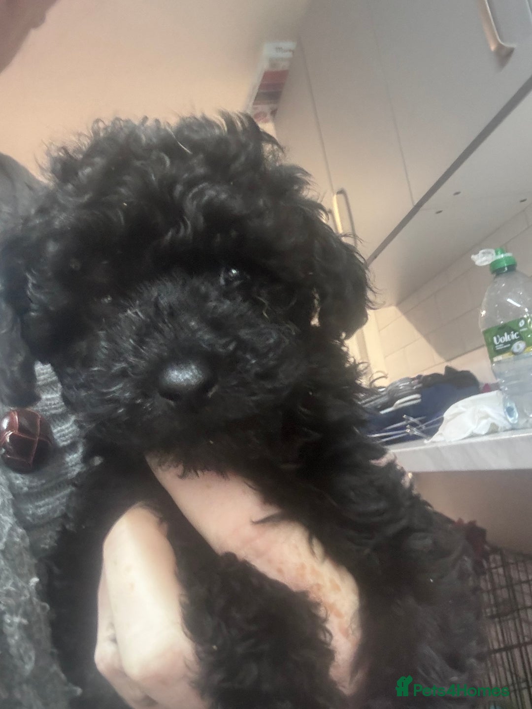 Yorkiepoo dogs for sale: 1 beautiful yorkiepoo ready to leave 🥰🥰 - Image 16