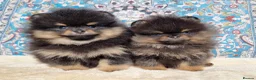 Pomeranian dogs for sale: Luxury Pomeranian puppies for sale!!! - Advert 4