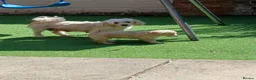 Mixed Breed dogs for sale: Bichon mix maltez and frise in Bournemouth - Advert 1