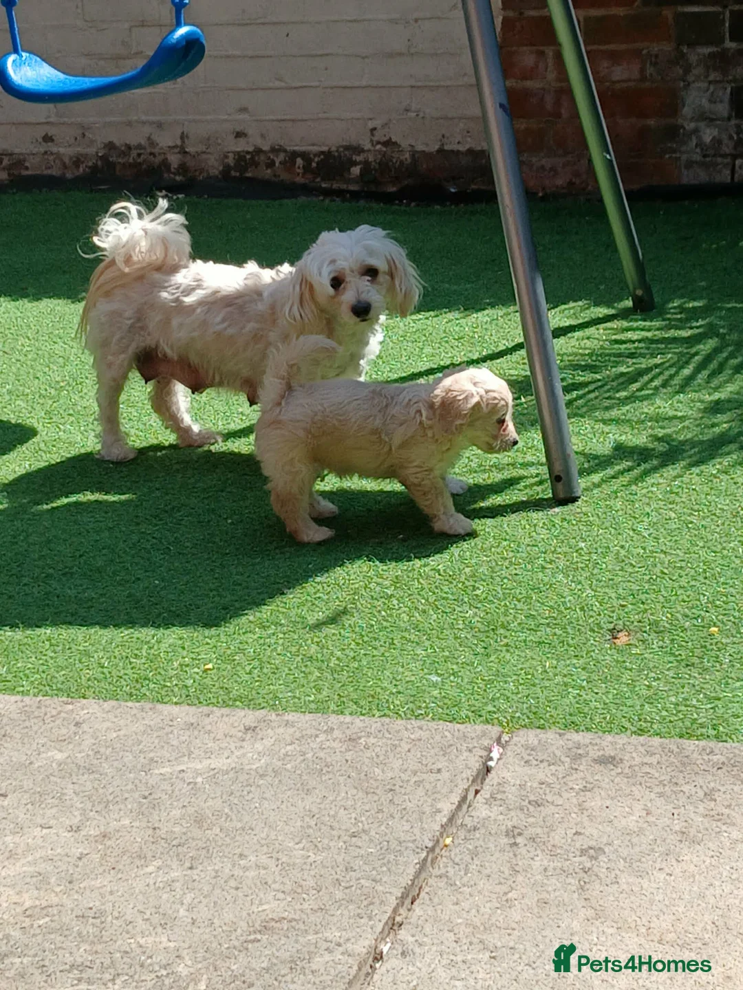 Mixed Breed dogs for sale: Bichon mix maltez and frise in Bournemouth - Advert 1