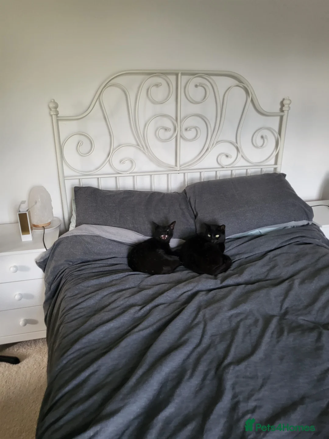 Mixed Breed cats for sale: 2 black girl sister dwarf cats  - Advert 2
