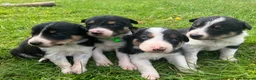 Border Collie dogs for sale:  10 Beautiful tri colour border collie puppies in Exeter - Advert 3