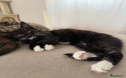 Mixed Breed cats for sale: 1 BEAUTIFUL KITTEN LEFT - 1 BOY! - Image 18