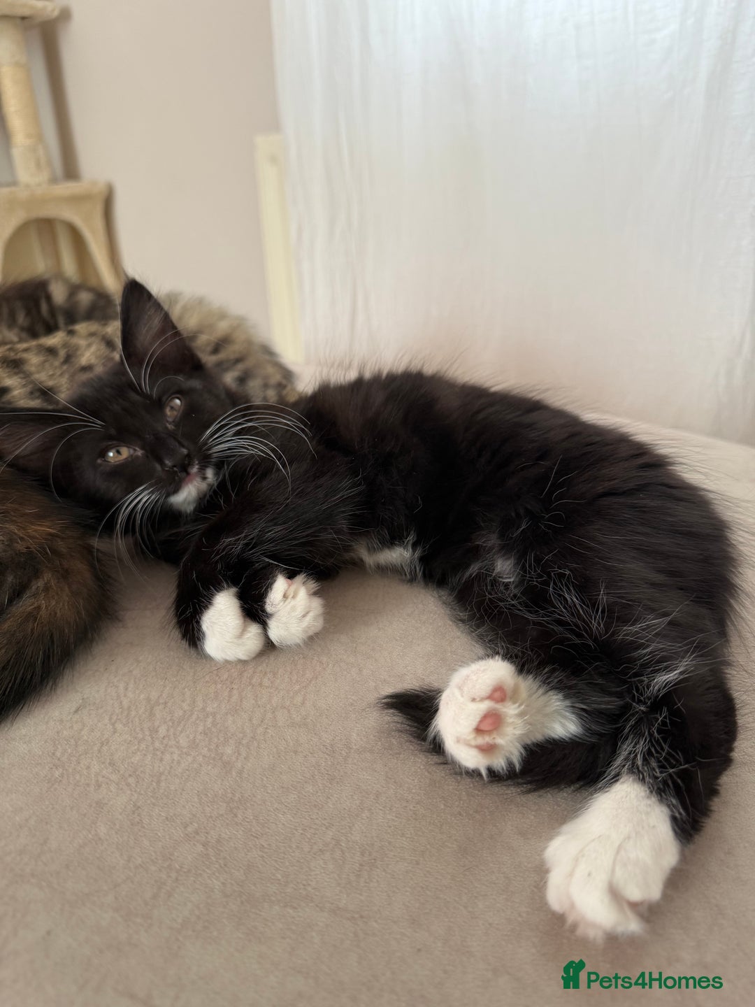 Mixed Breed cats for sale: 1 BEAUTIFUL KITTEN LEFT - 1 BOY! - Image 18