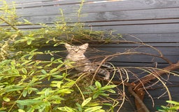 Savannah cats for sale: African bloodline, savanna kittens - Image 13