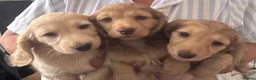 Dachshund dogs for sale: Cream longhair miniature dachshund  - Advert 1