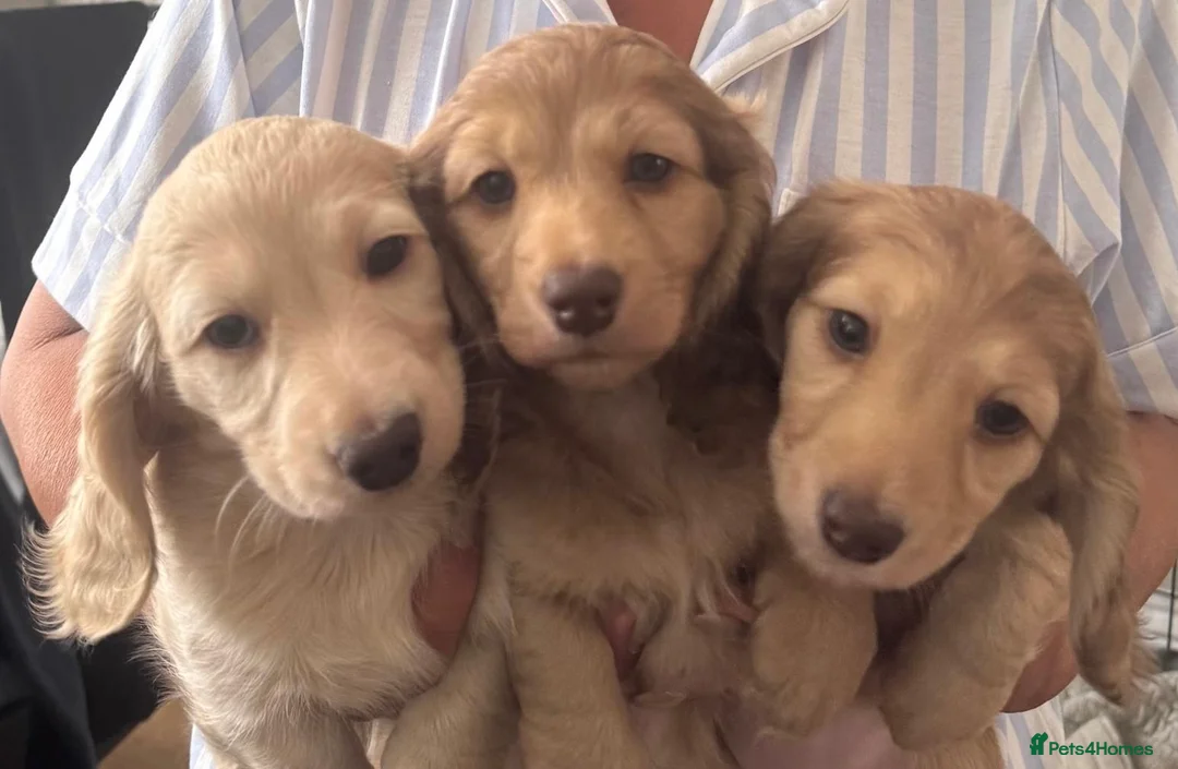 Dachshund dogs for sale: Cream longhair miniature dachshund  - Advert 1