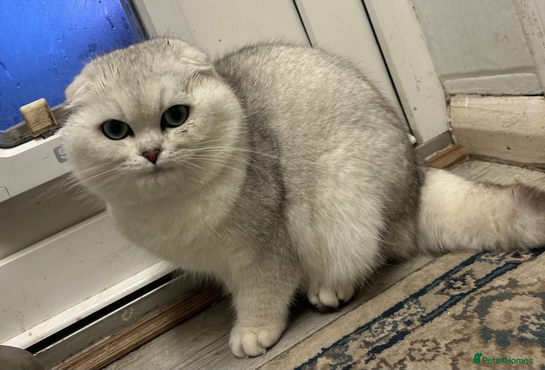 Scottish Fold cats for sale: Silver shaded Scottishfold male  - Advert 1