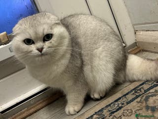 Scottish Fold cats Silver shaded Scottishfold male - Advert 1