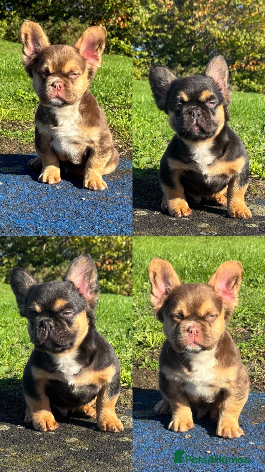 French Bulldog dogs Fluffy French bulldog pups 2 BOYS LEFT MAIN PIC - Advert 1