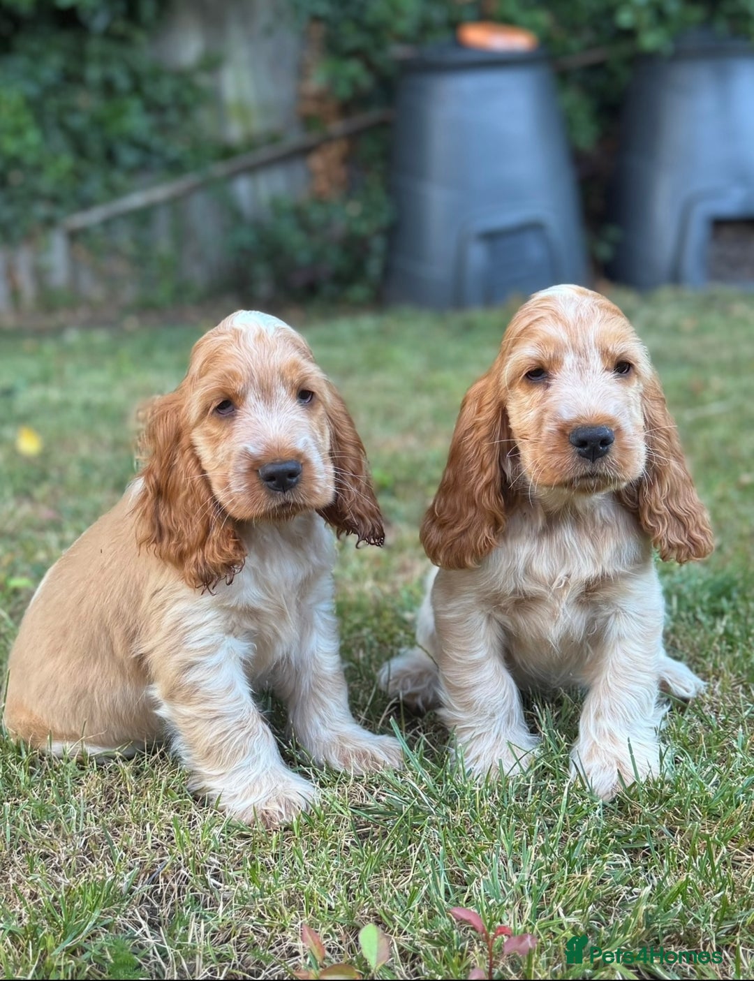 Cocker Spaniel dogs for sale: Last boy! Top quality show-type Cocker Spaniels! in Leicester - Image 11
