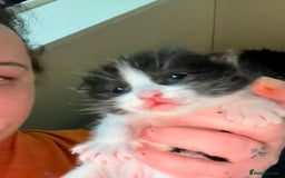 Ragdoll cats for sale: 4 ragdoll cross kittens  - Image 3