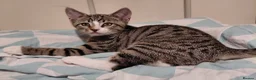Mixed Breed cats for sale: Mix breed kittens. Mum is snow bengal  - Advert 11