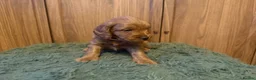 Cockapoo dogs for sale: Beautiful Litter of F1 Toy Cockapoo Puppies - Advert 21