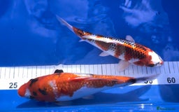 Koi Carp fish for sale: Huge selection of Japanese Koi for sale - Image 9