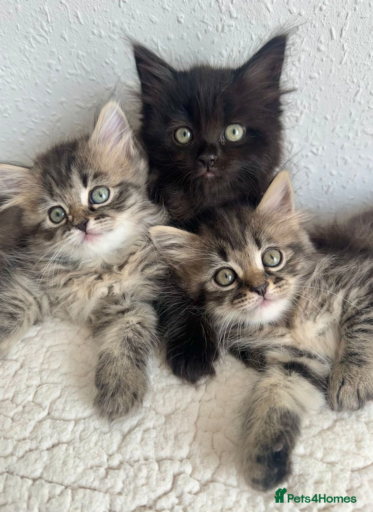 Siberian cats Beautiful Siberian Kittens - Advert 1