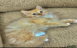 Mixed Breed cats for sale: GORGEOUS SIBERIAN X KITTENS  - Image 22