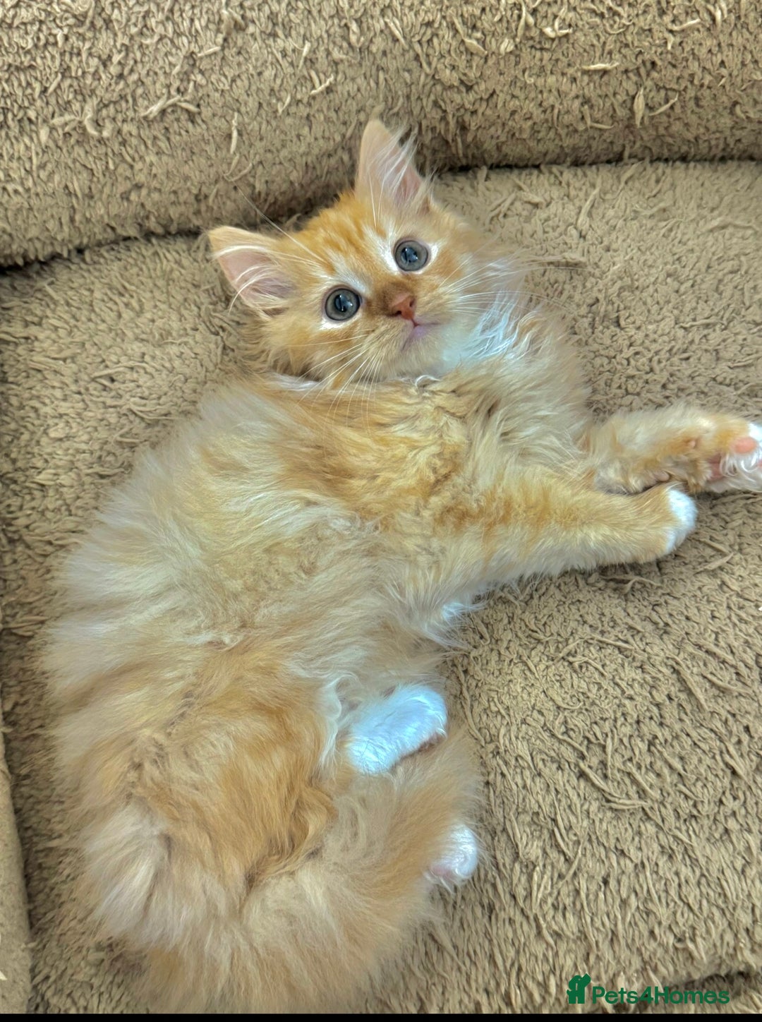 Mixed Breed cats for sale: GORGEOUS SIBERIAN X KITTENS  - Image 22