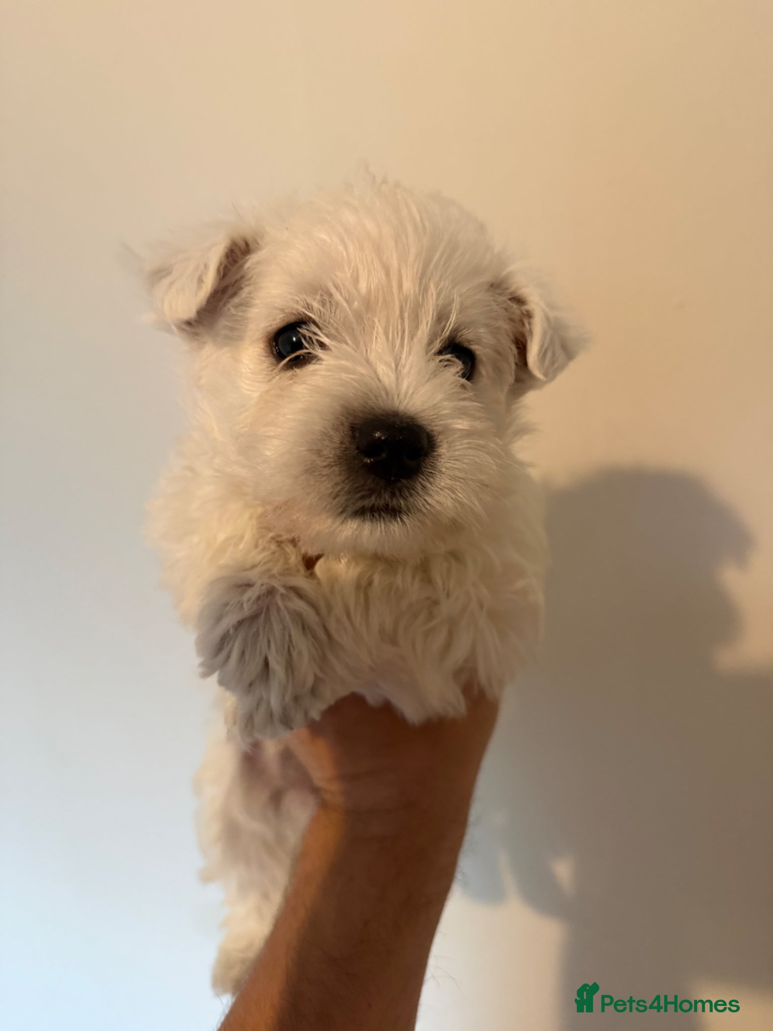 West Highland Terrier dogs for sale: Beautiful Westies - Advert 7