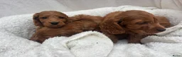 Cavapoo dogs for sale: Cavapoo puppies - Advert 19