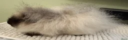 Guinea Pig rodents for sale: Male Guinea Pig Looking for a New Home in Perth - Advert 2