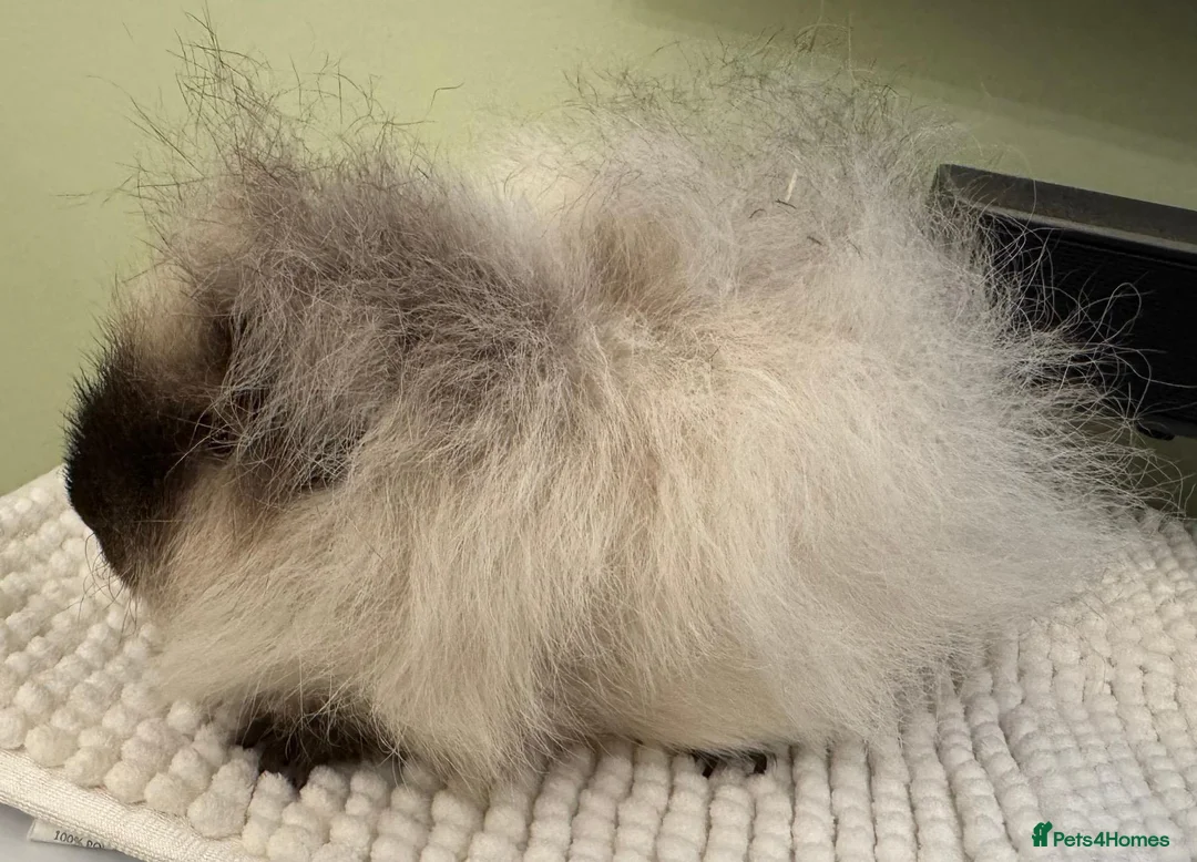 Guinea Pig rodents for sale: Male Guinea Pig Looking for a New Home in Perth - Advert 2