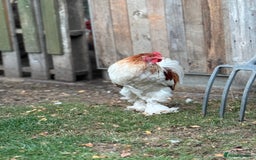 Chickens poultry for sale: 2 Roosters for sale ✨🤍 - Image 5